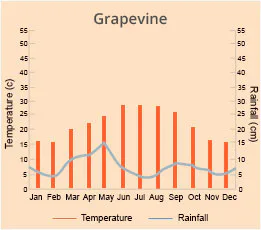 Grapevine