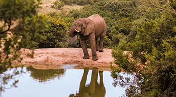 Amakhala-Game-Reserve-01-02