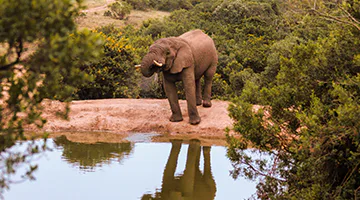 amakhala-game-reserve-01