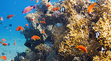 Aqaba-Red-Sea-sfun
