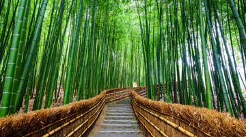 arashiyama-bamboo-forest-sumo