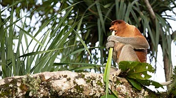 Bako-National-Park-01-8days-iti