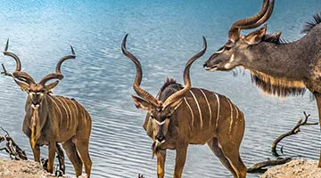 belmond-safaris-06