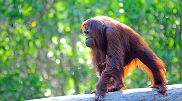 borneo-03-imahe