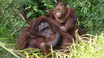 bukit-merah-orangutan