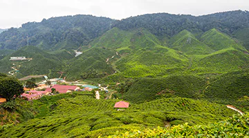cameron-highlands-round