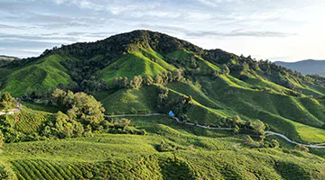 cameron-highlands