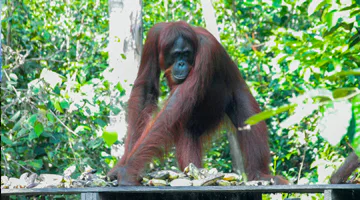 camp-leakey-best