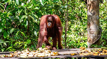 camp-leakey-jun