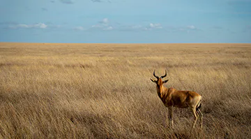 central-serengeti-01-embran