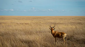 Central-Serengeti-01-hij-l