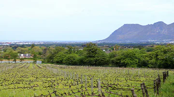 constantia-winelands-experience-02