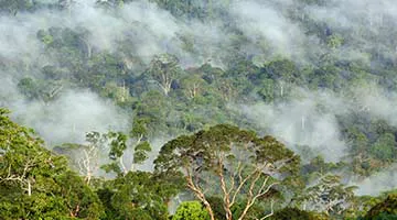 Danum-Valley-02-kdj
