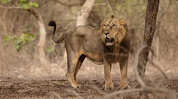 deccan-odyssey-hidden-treasures-of-gujarat-06