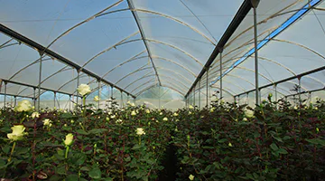 Ecuadors-world-famous-roses-farm-gala
