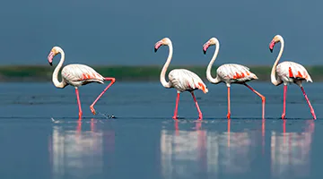 flamingos-chilka-lake-trbal