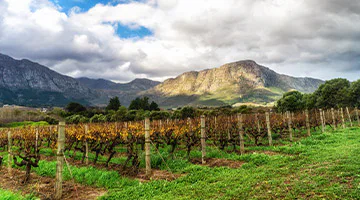 franschhoek-winetram-babylonstoren-farm-02