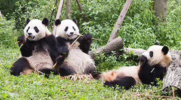giant-pandas-beijing