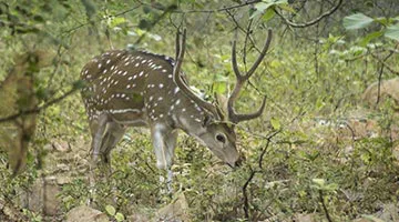glorious-gujarat-10