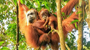 gunung-leuser-national-park-suam
