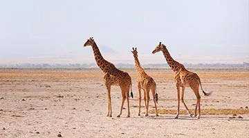 kenya-odyssey-to-mombasa-coast-05