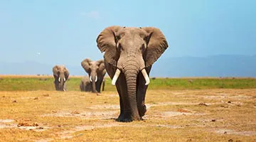 kenya-odyssey-to-mombasa-coast-06