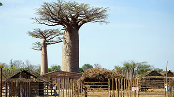 kirindy-west