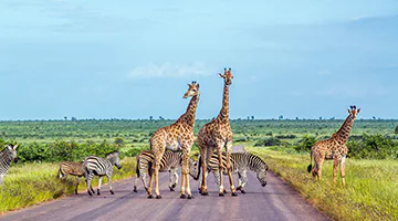 kruger-national-park-0222