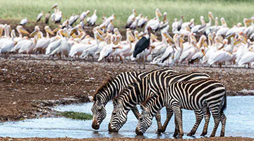 Lake-Manyara-National-Park-01-ttarua