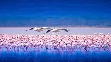 Lake-Nakuru-01-ok