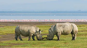 lake-nakuru-02-big3