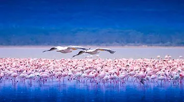 lake-nakuru-02-sub