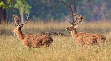 land-of-rajputs-rural-rajasthan-19