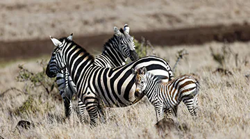lewa-conservancy-lege