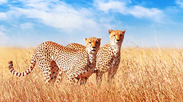 loisaba-conservancy-01-elew