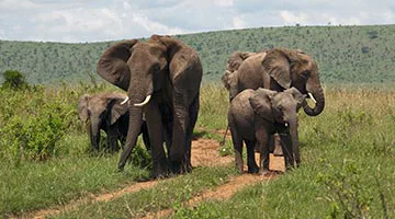 mara-fly-in-tipilikwani-mara-camp-04