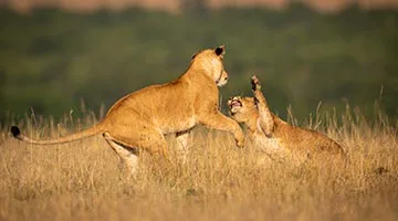Masai-Mara-01-3