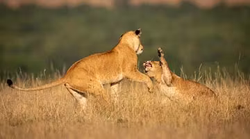 Masai-Mara-01-3