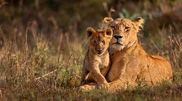 masai-mara-01-iti2