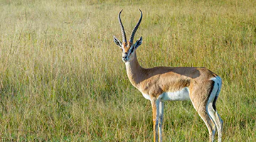 masai-mara-01-lanakuru