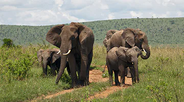 masai-mara-02-lege