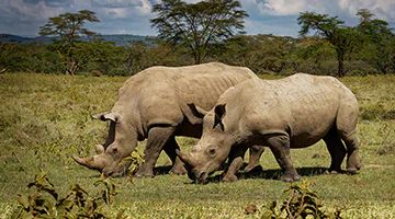 masai-mara-02-mxnakuru