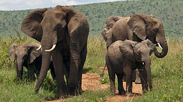 masai-mara-fly-in-safaris-01