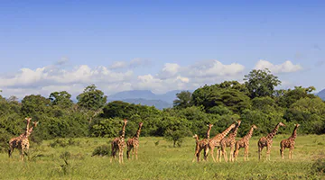 meru-national-park-01-ele