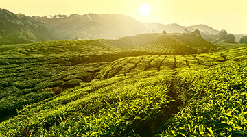 nuwara-eliya-tea-plantation-es