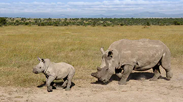 ol-pejeta-02-north