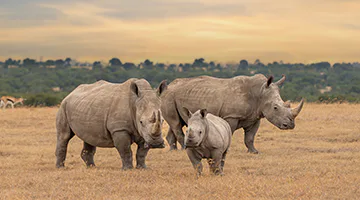 ol-pejeta-wildlife-conservancy-01