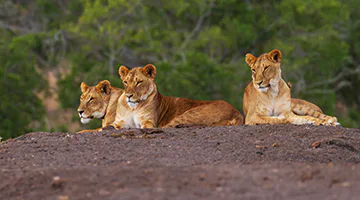 ol-pejeta-wildlife-conservancy-02