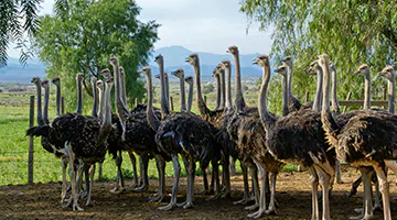 Oudtshoorn-02-aworlh