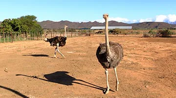 Oudtshoorn-02-yuu